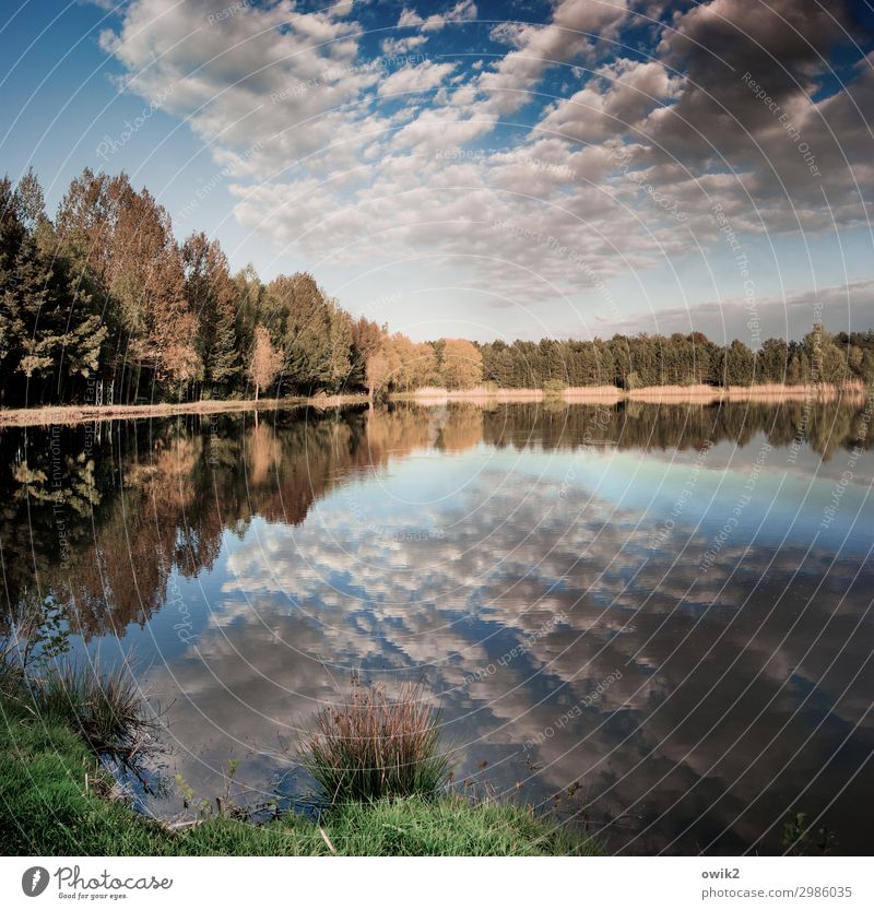 Herbstfrühling Umwelt Natur Landschaft Pflanze Urelemente Wasser Himmel Wolken Horizont Schönes Wetter Baum Gras Sträucher Wald Seeufer Ferne Gelassenheit ruhig