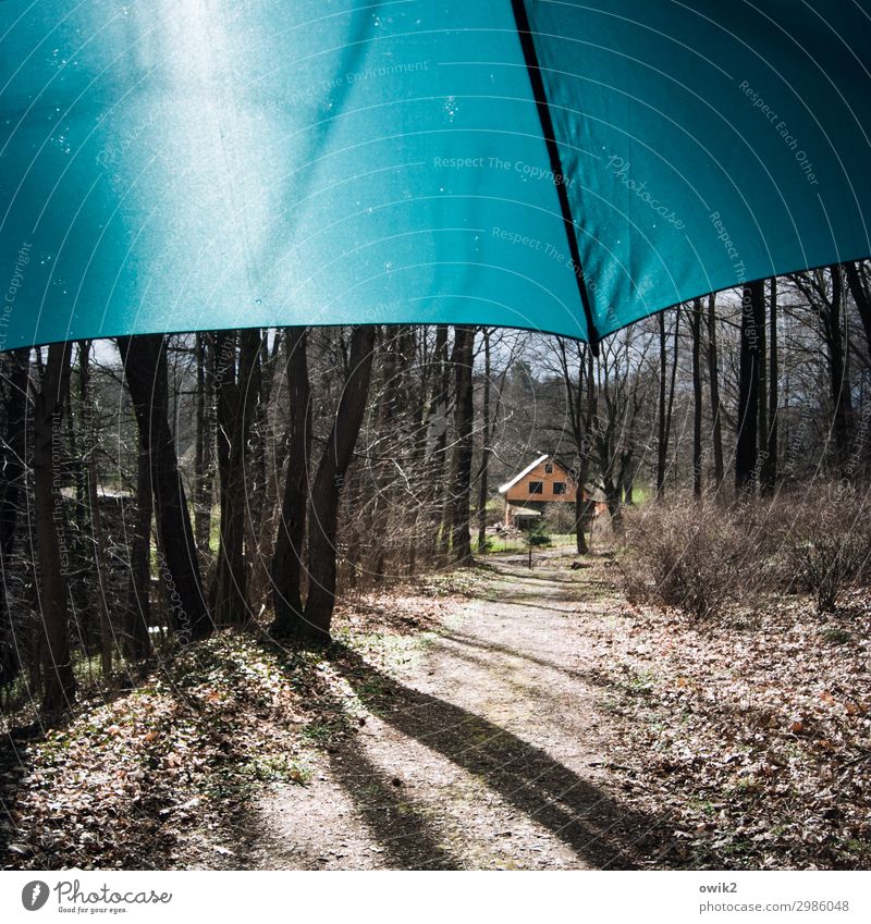 Sicherheitshalber Umwelt Natur Landschaft Pflanze Herbst Schönes Wetter Baum Wald Haus Schirm Idylle Fußweg Farbfoto Außenaufnahme Menschenleer