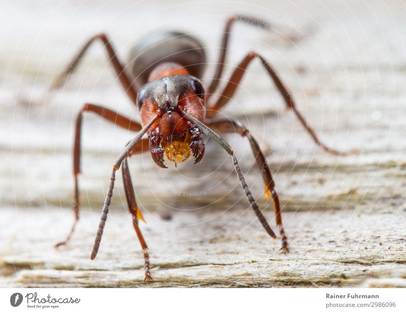 Porträt einer Roten Waldameise Natur Tier Wildtier "Ameise Rote Waldameise Formica rufa" 1 beobachten Aggression wild Mut Tatkraft Leidenschaft Entschlossenheit