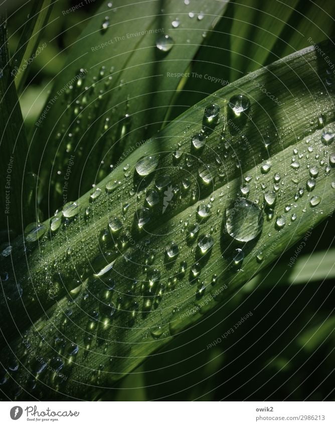 Frisch geduscht Umwelt Natur Pflanze Wassertropfen Schönes Wetter Blatt Garten glänzend leuchten fantastisch klein nass viele grün ruhig Idylle Farbfoto