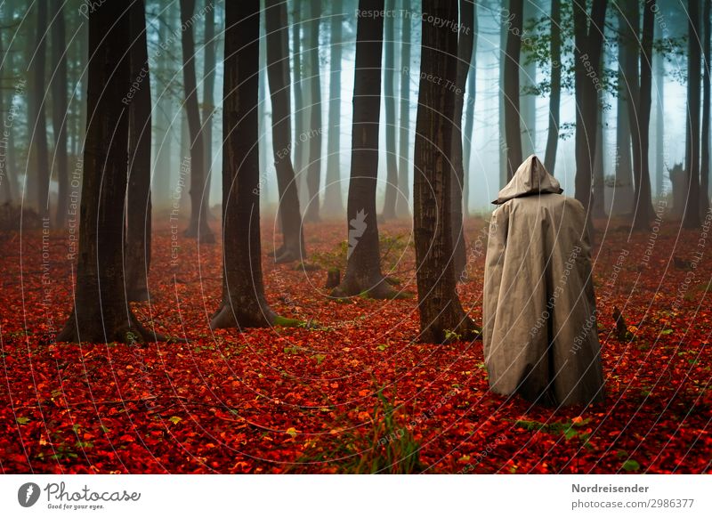 Waldgeflüster Sinnesorgane ruhig Meditation Mensch androgyn 1 Natur Landschaft Pflanze Urelemente Herbst schlechtes Wetter Nebel Regen Baum Wege & Pfade stehen