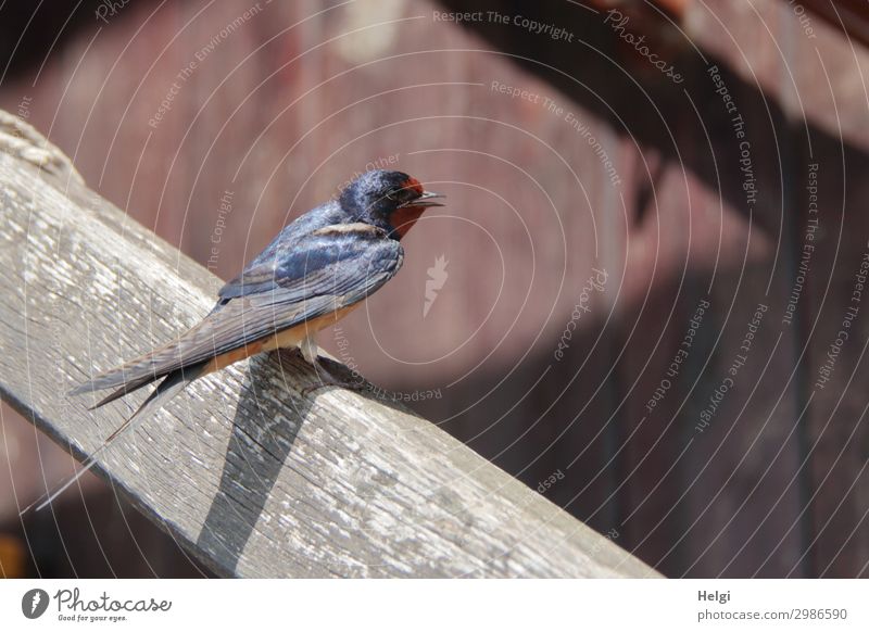 eine junge Schwalbe sitzt im Sonnenlicht auf einem Treppengeländer aus Holz Umwelt Natur Tier Sommer Schönes Wetter Mauer Wand Vogel Schwalben 1 Tierjunges