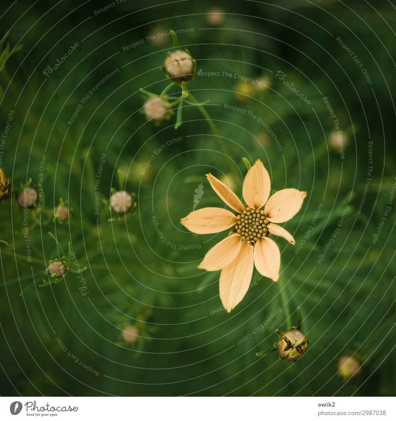 Fiorello Umwelt Natur Pflanze Frühling Blume Blüte Wildpflanze Margerite Garten Blühend leuchten Zusammensein klein nah natürlich gelb grün Zufriedenheit