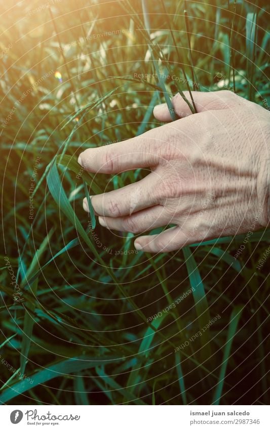 Hand mit grünen Blättern in der Natur Finger Körperteil Blatt Halt frisch Sonnenlicht hell Außenaufnahme schön zerbrechlich Hintergrund neutral texturiert