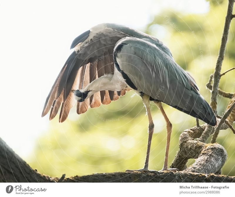 Reiher bei der Gefiederpflege Natur Tier Himmel Sonnenlicht Schönes Wetter Baum Zweige u. Äste Blatt Wildtier Vogel Flügel Krallen Graureiher Fischreiher Feder