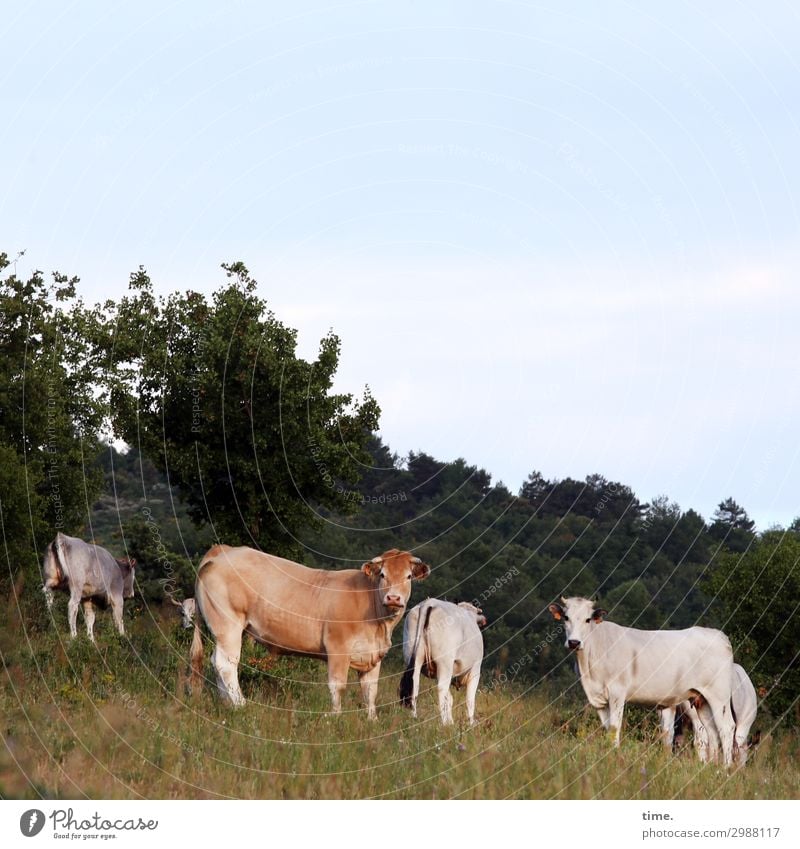 blue eyes Landwirtschaft Forstwirtschaft Himmel Schönes Wetter Wiese Wald Tier Nutztier Kuh Tiergruppe Herde beobachten gehen Blick stehen warten natürlich