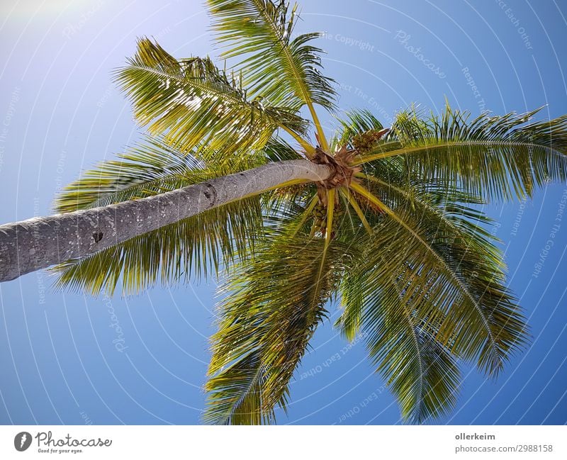 auf die Palme bringen Umwelt Natur Tier Himmel Wolkenloser Himmel Sonnenlicht Sommer Klima Wetter Schönes Wetter Wärme Pflanze Baum Grünpflanze exotisch Garten