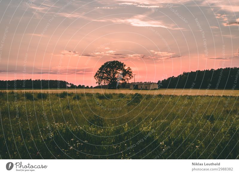 Sonnenuntergang Baum Scheune Natur Landschaft Himmel Wolken Sonnenaufgang Sonnenlicht Frühling Sommer Herbst Wetter Schönes Wetter Gras Sträucher Grünpflanze