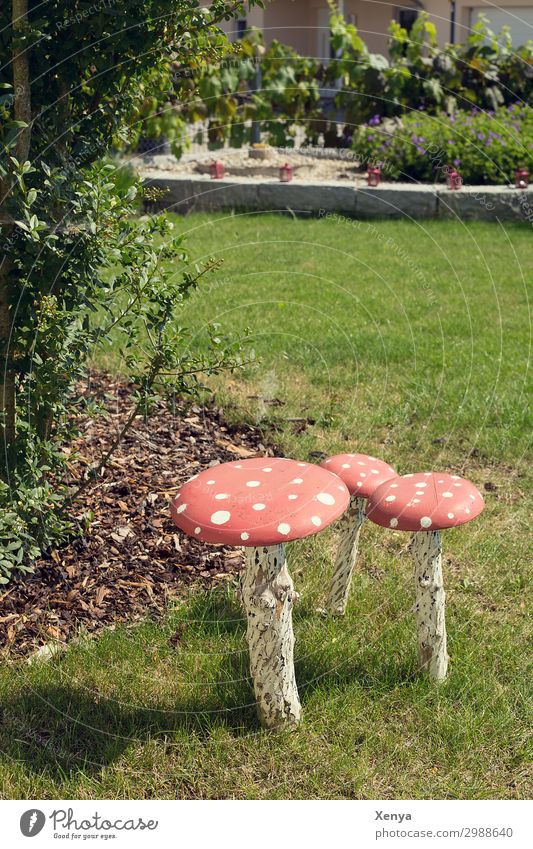 Pilze im Garten Graswiese Fliegenpilz sommerlich grün Rasen rot Sommer daheim Wiese Natur Farbfoto Tag Umwelt Außenaufnahme Holzpilze Menschenleer