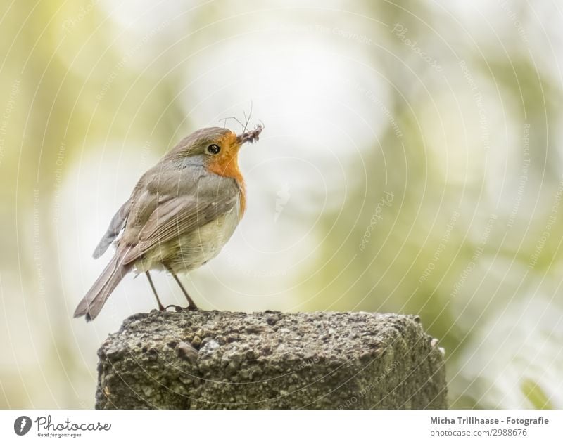 Rotkehlchen mit Insekt im Schnabel Natur Tier Sonnenlicht Schönes Wetter Pfosten Wildtier Vogel Tiergesicht Flügel Krallen Auge Feder gefiedert 1 fangen Fressen