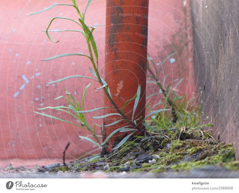 Großstadtdschungel Pflanze Gras Grünpflanze Stadt Mauer Wand Blühend Wachstum natürlich braun grün Leben Natur Überleben Umwelt Lebensraum Farbfoto