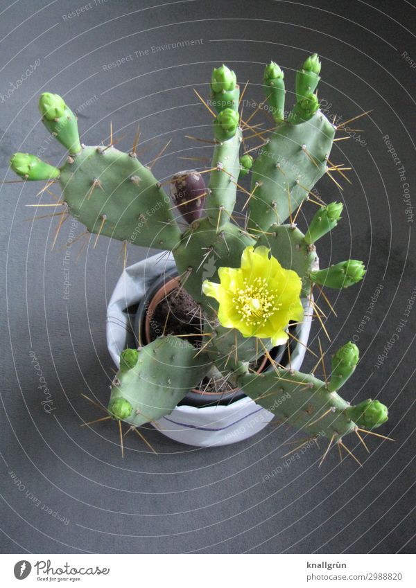 Kaktusblüte Pflanze Grünpflanze Kakteenblüte Blumentopf Blühend exotisch gelb grau grün Natur Opuntia Echinocarpa Farbfoto Studioaufnahme Menschenleer