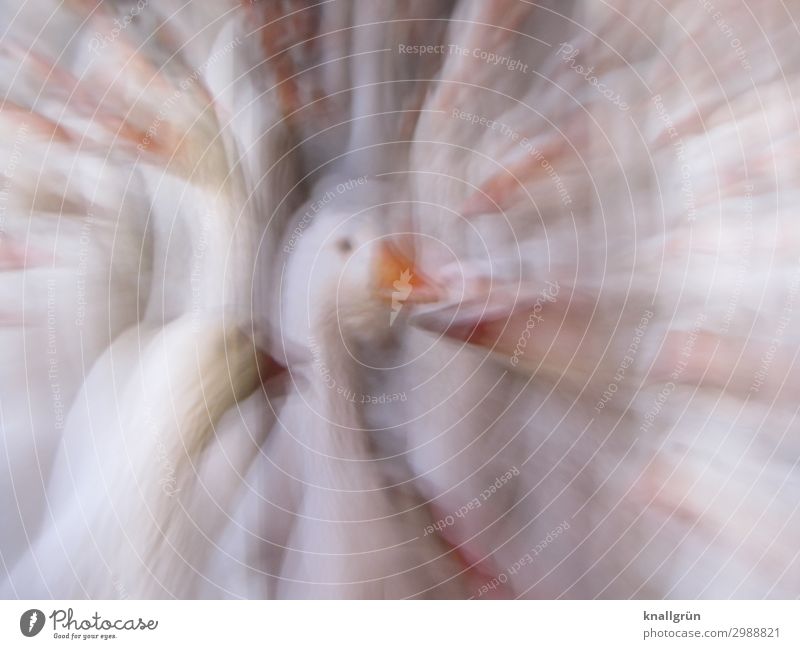 Gans Tier Haustier Nutztier Vogel 1 Tiergruppe orange weiß Geflügelfarm Massentierhaltung Mittelpunkt Farbfoto Studioaufnahme Experiment Menschenleer