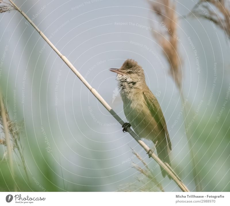 Teichrohrsänger im Schilf Natur Tier Himmel Sonnenlicht Schönes Wetter Pflanze Schilfrohr See Wildtier Vogel Tiergesicht Flügel Krallen Schnabel Auge Feder