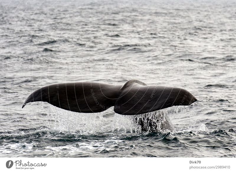 Einfach 'mal Abtauchen - Fluke eines Pottwals. Ferien & Urlaub & Reisen Tourismus Ausflug Expedition Walsafari Umwelt Natur schlechtes Wetter Wellen Meer