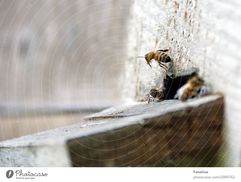 Abflug Tier Nutztier Biene Schwarm frei hell klein nah natürlich braun fleißig fliegen Summen Bienenstock Farbfoto Gedeckte Farben Außenaufnahme Nahaufnahme