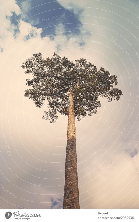 einsamer Baum auf bewölktem Hintergrund Natur Pflanze Urelemente Himmel Wolken Feld Wald Ferien & Urlaub & Reisen authentisch einfach Unendlichkeit natürlich