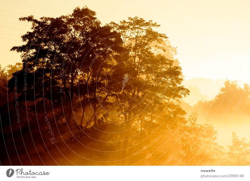 Sonnenaufgang auf dem Hintergrund einer nebligen Landschaft mit Baumbestand schön Sommer Natur Herbst Nebel Blatt Park Wald dunkel hell gelb geheimnisvoll