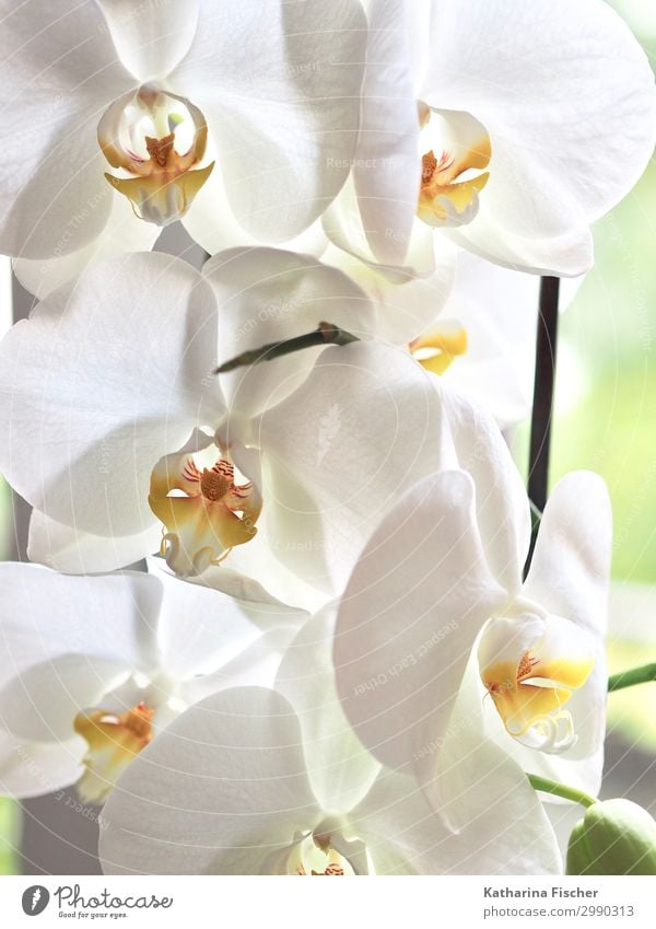 Orchideen in weiß Natur Pflanze Frühling Sommer Herbst Winter Blume Blatt Blüte exotisch Blühend leuchten gelb orange Wachstum Orchideenblüte Farbfoto