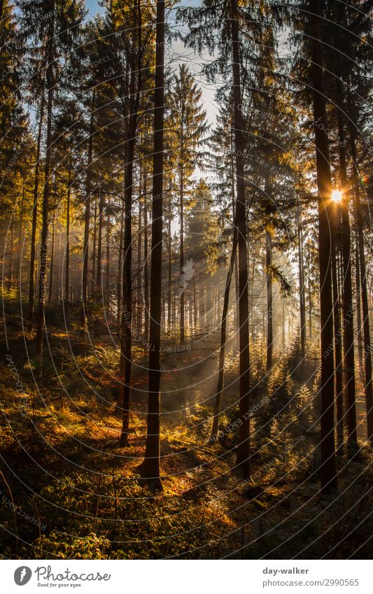 Wann wirds mal wieder Sommer :) Fitness Erholung Natur Landschaft Pflanze Urelemente Erde Klima Klimawandel Schönes Wetter Wärme Baum Gras Sträucher Moos Farn