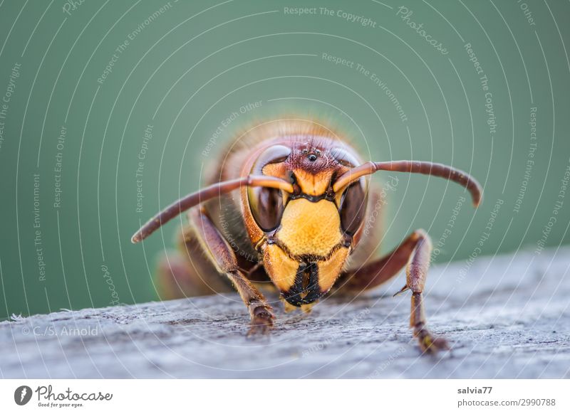 Nagetier Umwelt Natur Tier Wildtier Tiergesicht Wespen Hornissen Fühler Facettenauge 1 Holz außergewöhnlich bedrohlich Farbfoto Außenaufnahme Makroaufnahme