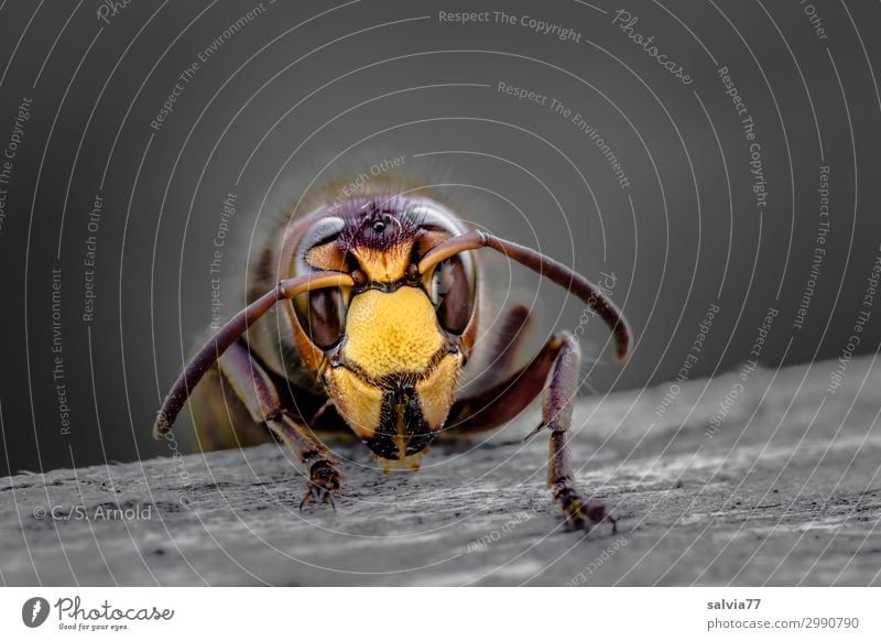 Hornisse Umwelt Natur Tier Tiergesicht Wespen Hornissen Insekt Fühler Facettenauge 1 Holz Fressen krabbeln außergewöhnlich bedrohlich Essen nagen Gesicht Kopf
