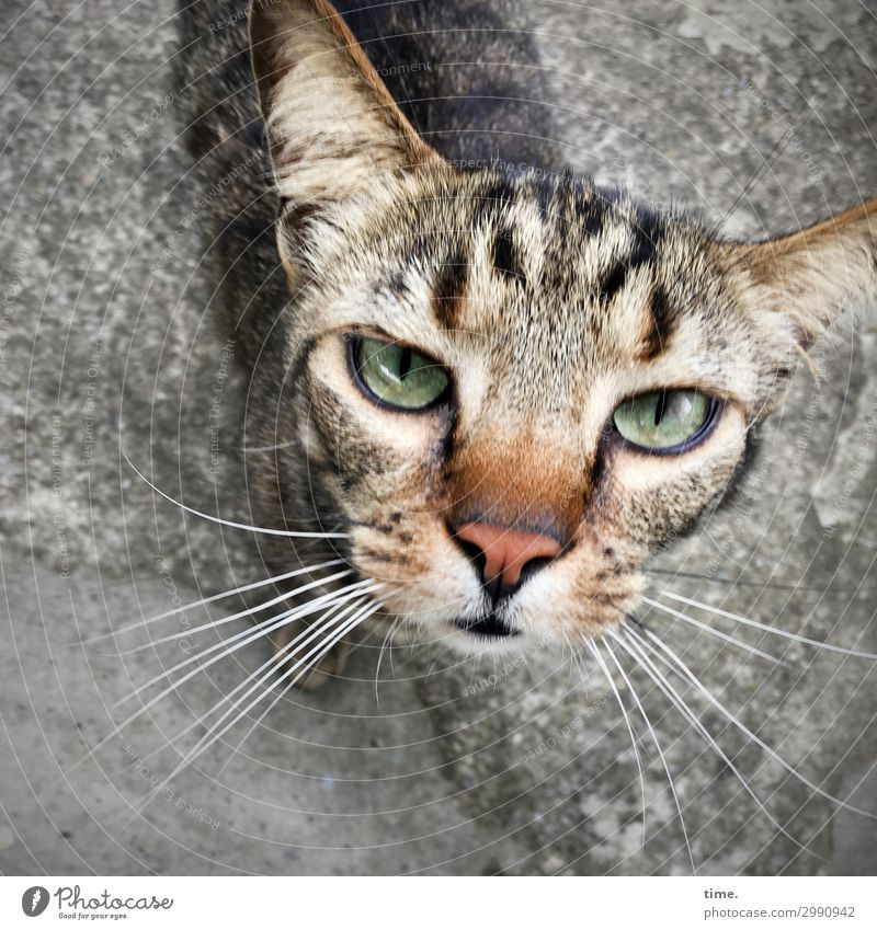 bon jour mesdamessieurs Tier Haustier Katze Tiergesicht Fell 1 beobachten Blick warten selbstbewußt Wachsamkeit geduldig Ausdauer standhaft Neugier Interesse