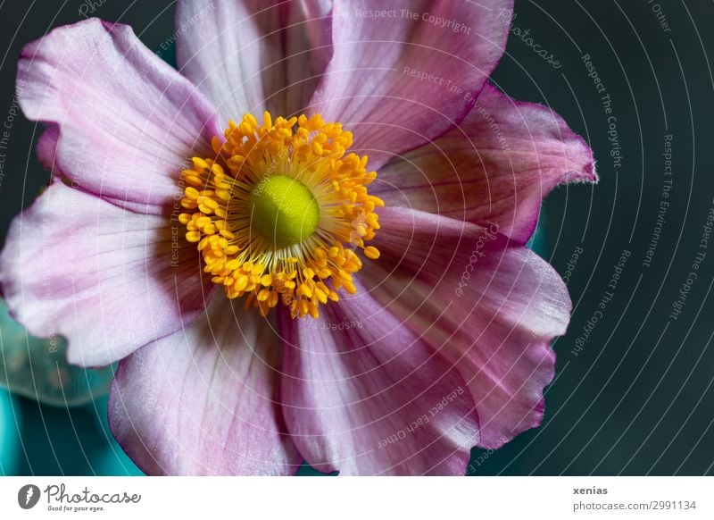 Anemone in rosa Frühling Sommer Herbst Blume Blüte Anemonen schön weich blau gelb orange zart Farbfoto Studioaufnahme Nahaufnahme Detailaufnahme Menschenleer