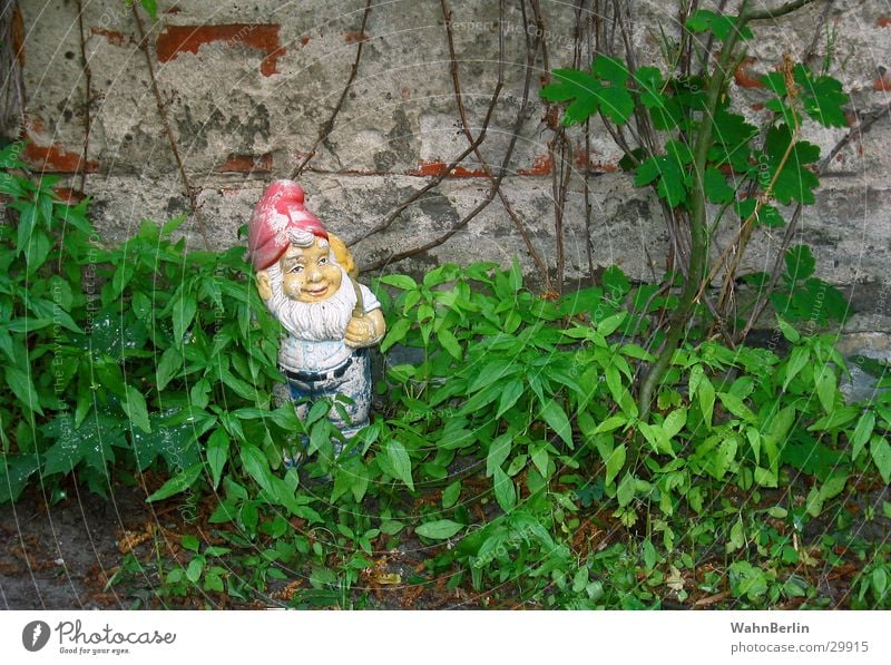 Schattiger Zwergenplatz Gartenzwerge Wicht Kletterpflanzen Nikolausmütze Wildnis obskur rohe Mauer