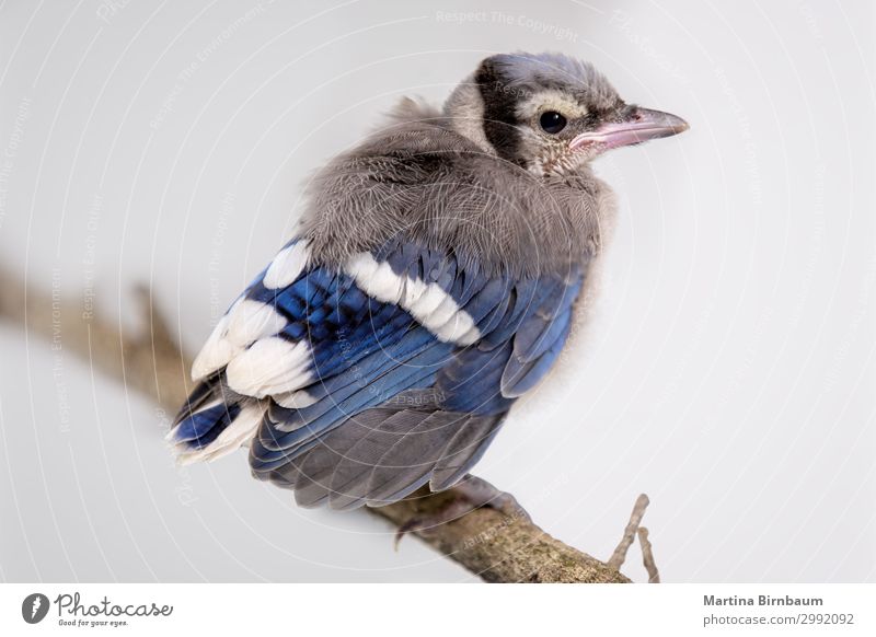 Baby Blauhäher auf einem Ast sitzend schön Haus Garten Umwelt Natur Tier Baum Gras Vogel hören klein natürlich niedlich wild blau grün Farbe Eichelhäher