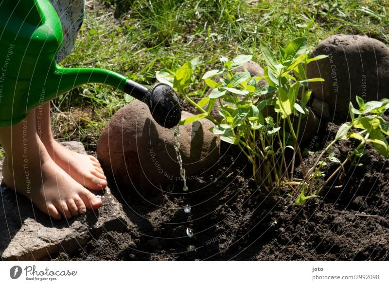 Kind gießt Blumen am Beet Freizeit & Hobby Erntedankfest Fuß 3-8 Jahre Kindheit Umwelt Natur Pflanze Sommer Petunie Garten Beginn anstrengen Umweltschutz