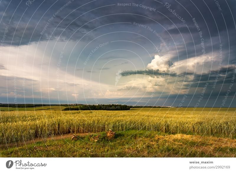 Stürme dunkle Wolken über dem Feld. Gewitter über einem Weizenfeld Sommer Sommerurlaub Natur Landschaft Luft Wasser Wassertropfen Himmel Horizont Sonnenaufgang