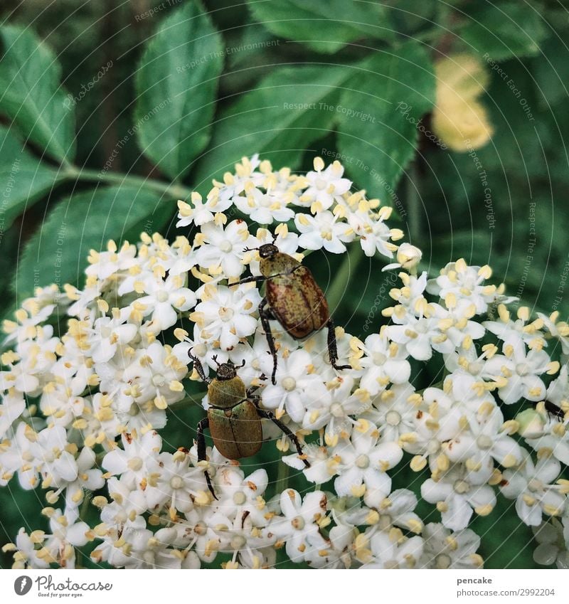 schlaraffenland Natur Pflanze Blatt Blüte Wildpflanze Wald Käfer Blühend entdecken Fressen krabbeln schaukeln Sommer junikäfer Holunderblüte Farbfoto