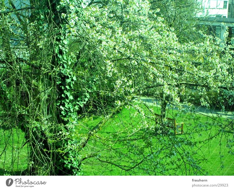 frühlingsblüte Frühling Blüte Baum Efeu Baumstamm Garten