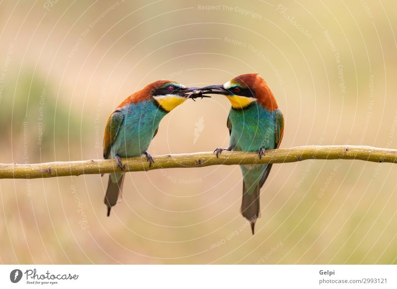 Männlicher Bienenfresser, der seinem Partner ein Insekt gibt. Essen schön Paar Umwelt Natur Tier Vogel Liebe wild blau grün schwarz Farbe Tierwelt farbenfroh