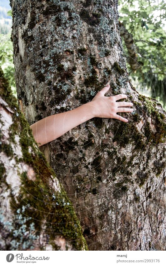 Ich hab dich so lieb! Leben harmonisch Zufriedenheit Meditation Mensch Kind Arme Hand 1 Pflanze Baum Moos genießen Umarmen treehugging mögen zu kurz Ausmaß