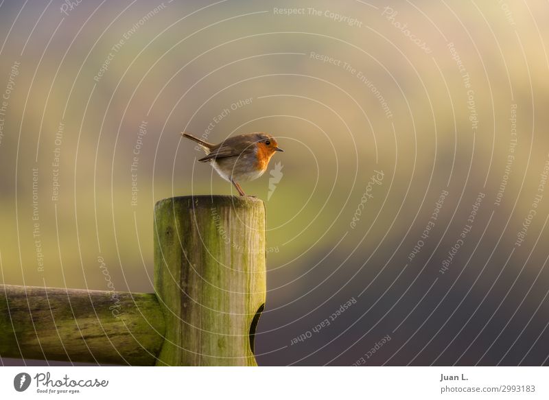 Rotkehlchen schön Ferne Frauenbrust Sänger Natur Tier Vogel Holz nah niedlich wild grün rot Schönheit in der Natur orange Fauna Eritakus neugieriger Vogel