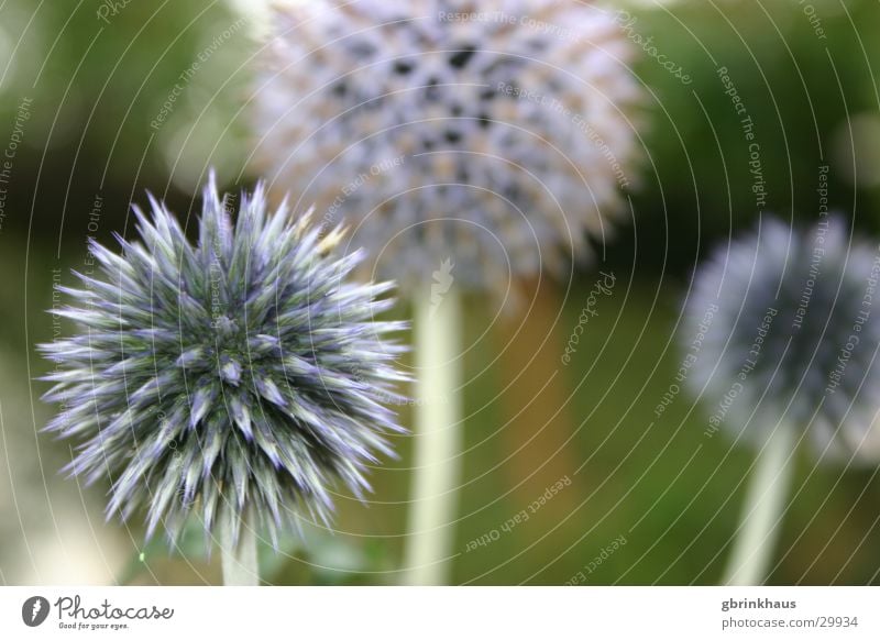 Blaue Stacheln blau Distel Botanik Blume Dorn Garten Zacken