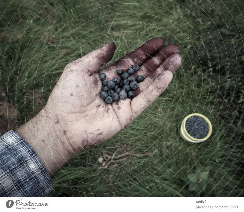 Blau machen Freizeit & Hobby Mann Erwachsene Hand 45-60 Jahre Umwelt Natur Erde Sommer Schönes Wetter Gras Blaubeeren Wald Eimer voll Gesundheit lecker viele