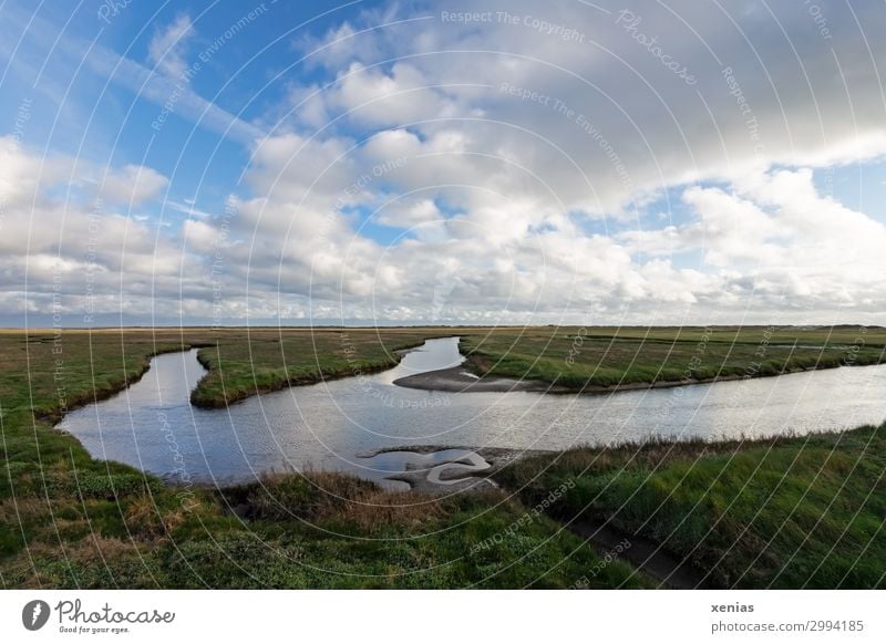 Salzwiesen Ferien & Urlaub & Reisen Sommer Natur Landschaft Tier Himmel Wolken Frühling Schönes Wetter Pflanze Gras Queller Wiese Küste Nordsee St. Peter-Ording