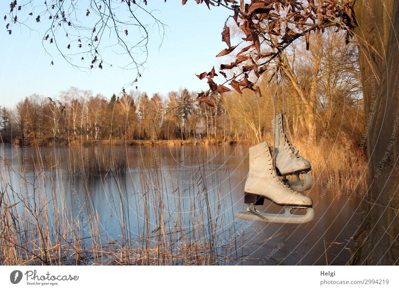 Landschaft mit gefrorenem See und historischen Schlittschuhen am Baum Sport Wintersport Umwelt Natur Pflanze Wolkenloser Himmel Eis Frost Gras Seeufer