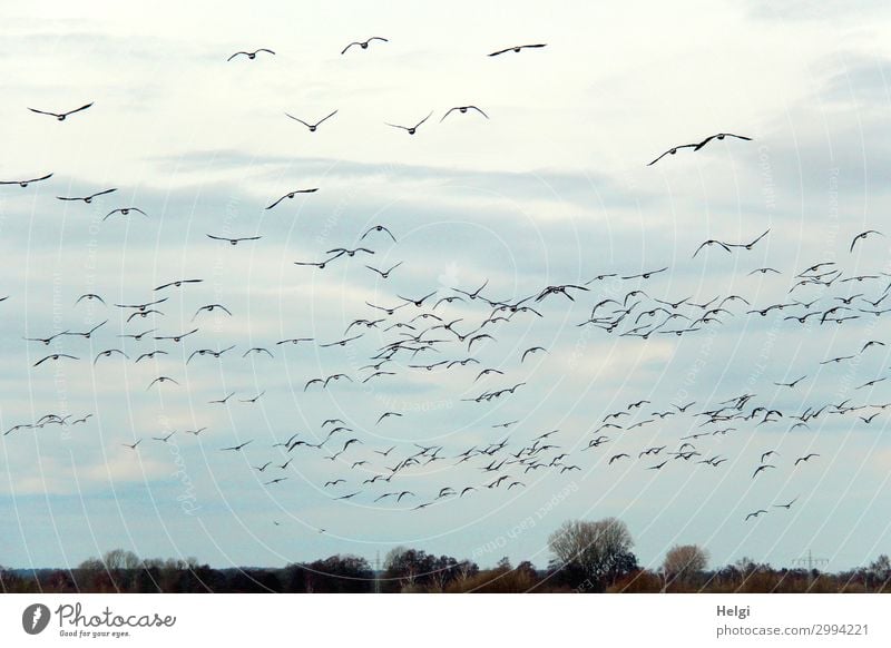 ein Vogelschwarm fliegt vor bewölktem Himmel Umwelt Natur Landschaft Pflanze Tier nur Himmel Frühling Baum Feld Schwarm Bewegung fliegen authentisch