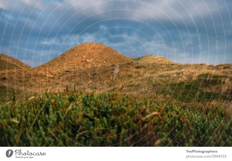 Dünenlandschaft mit Gras und Moos auf der Insel Sylt Erholung ruhig Ferien & Urlaub & Reisen Sommer Natur Landschaft Wiese Hügel grün Farbe Idylle Deutschland