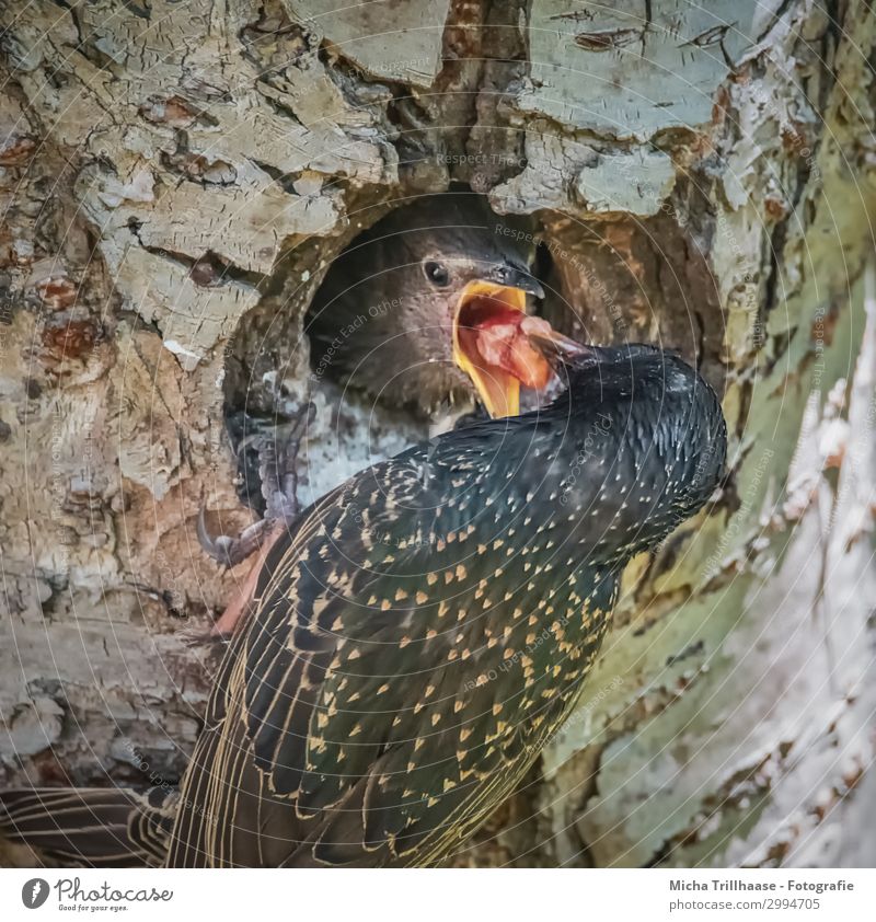 Fütterung bei den Staren Natur Pflanze Sonnenlicht Schönes Wetter Baum Baumstamm Tier Wildtier Vogel Tiergesicht Flügel Krallen Küken Schnabel Auge Feder 2