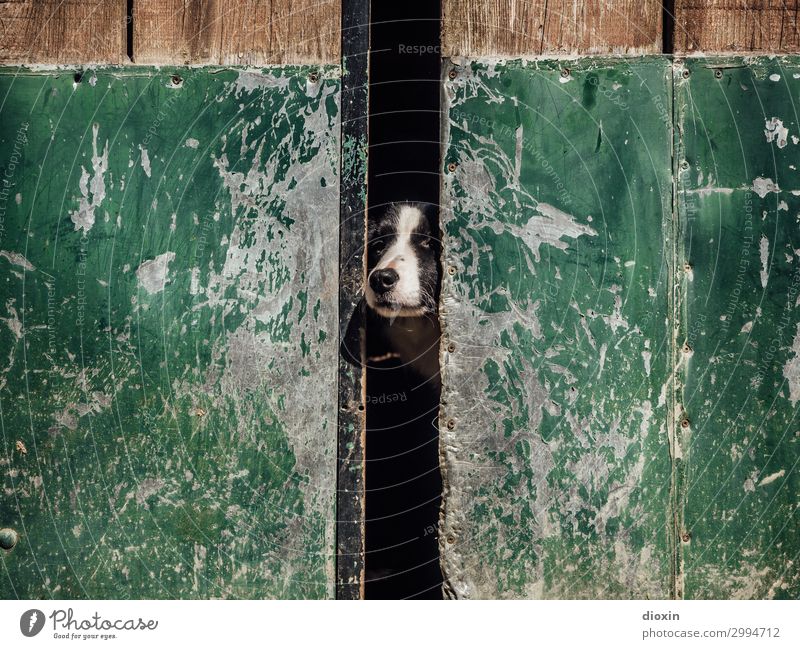 Wächter Tür Tor Tier Haustier Hund Tiergesicht Schnauze Hundeschnauze Haushund 1 beobachten Schutz bewachen Wachsamkeit Beschützer Landleben Farbfoto