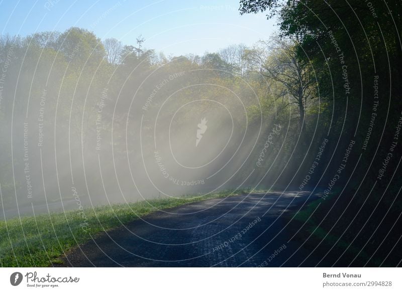 Guter Morgen Umwelt Natur Himmel Sonne Sonnenlicht Frühling Schönes Wetter Pflanze Baum authentisch schön Gefühle Stimmung Idylle Wege & Pfade Zukunft Beginn