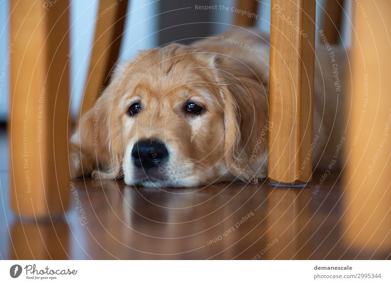 Lieblingsplatz Haustier Hund Tiergesicht Fell 1 Holz beobachten liegen träumen Freundlichkeit Neugier weich braun gold grau schwarz Stimmung Zufriedenheit