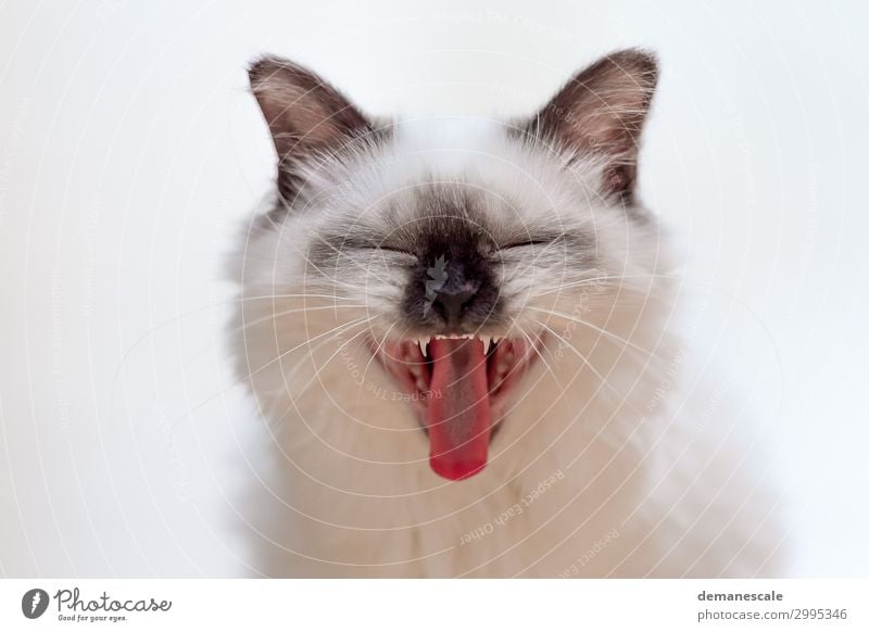 Grinsbacke Tier Haustier Katze Tiergesicht Fell 1 lachen schreien authentisch frech Freundlichkeit klein lustig Neugier niedlich Sauberkeit klug blau grau