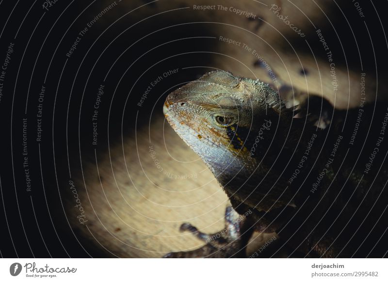 Versteckt ist ein kleiner Lizard , halb von der Sonne und Schatten in Queensland Freude Ausflug Sommer Natur Schönes Wetter Urwald Australien Menschenleer Tier