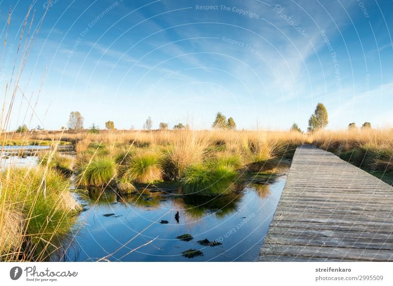 Morgenstille Umwelt Natur Landschaft Pflanze Wasser Himmel Sonne Frühling Schönes Wetter Moor Hochmoor Hohes Venn ästhetisch außergewöhnlich Unendlichkeit